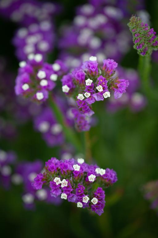 Limonium sinuatum, 'Purple Attraction'