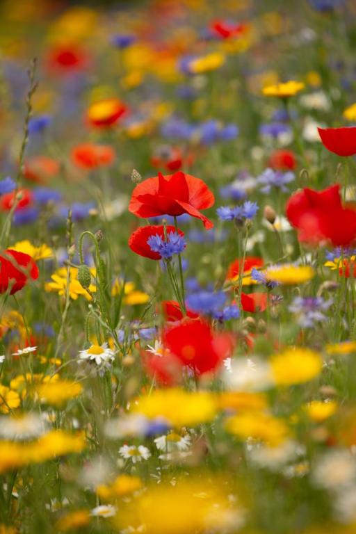 CORNFIELD, Special Annual Wild Flower Mixture