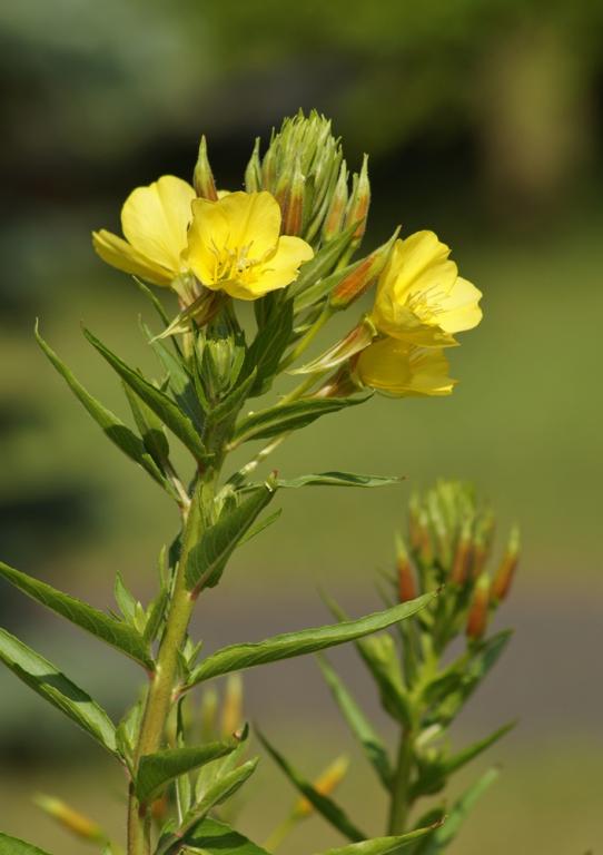 Oenothera biennis