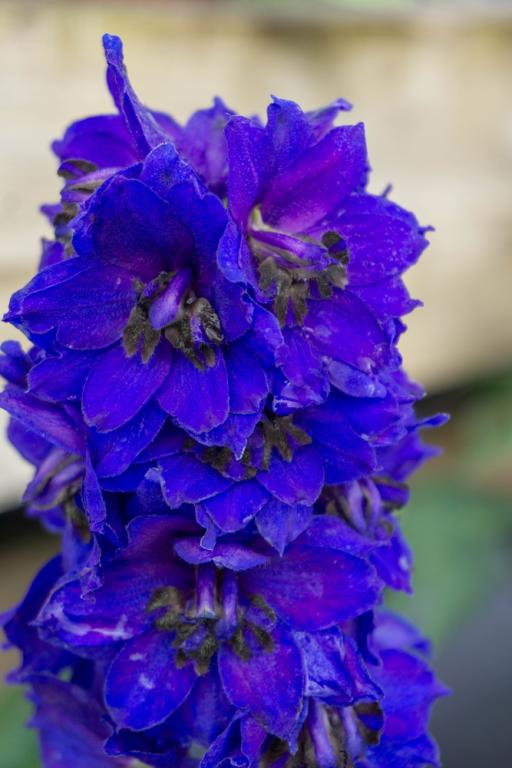 Delphinium elatum, 'Magic Fountains Dark Blue'
