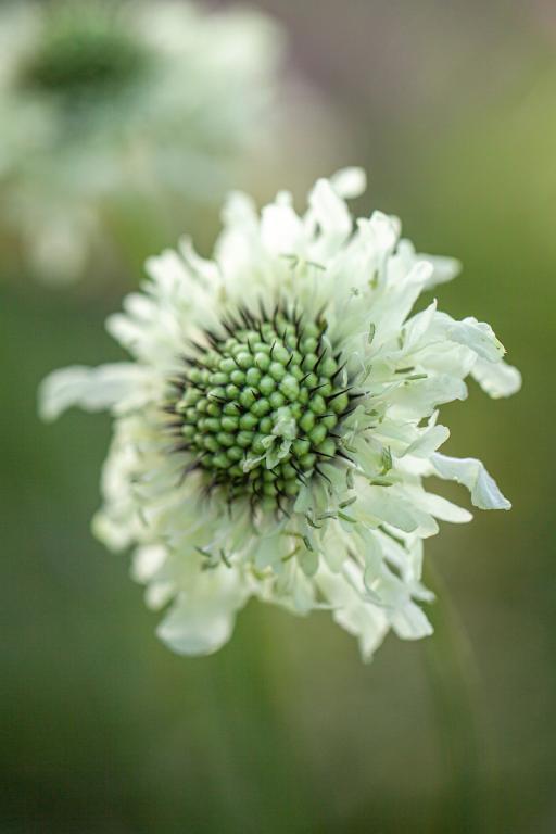 Cephalaria gigantea