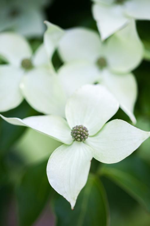 Cornus kousa chinensis