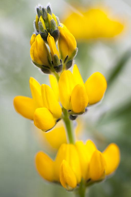 Lupinus luteus