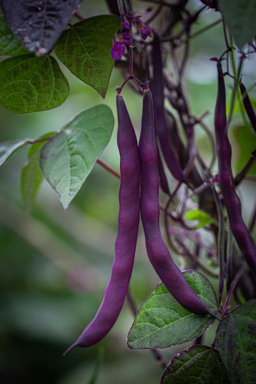 Bean, Climbing French, 'Cosse Violette'