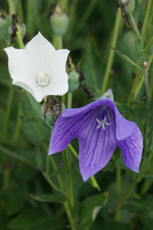 Platycodon grandiflorus, 'Florist', Mixed