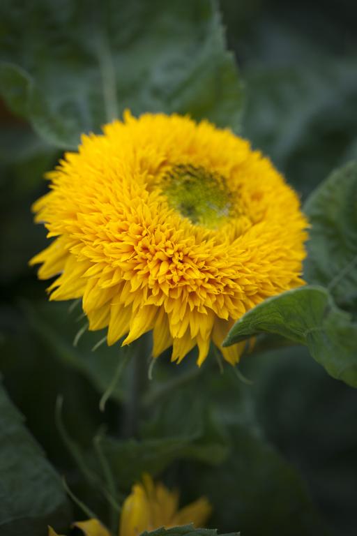Helianthus annuus, 'Teddy Bear'