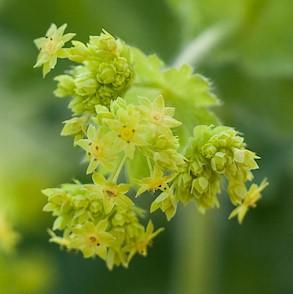 Alchemilla mollis, 'Robustica'