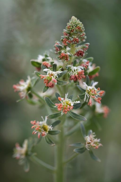 Reseda odorata grandiflora