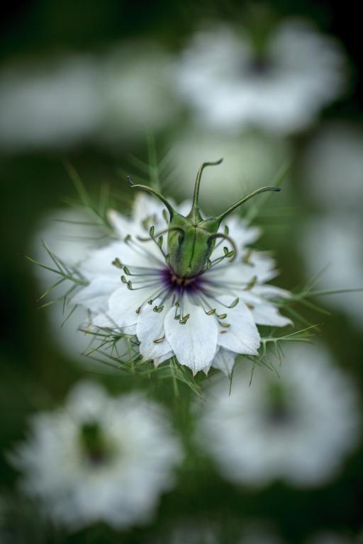 Nigella damascena, 'Miss Jekyll White'
