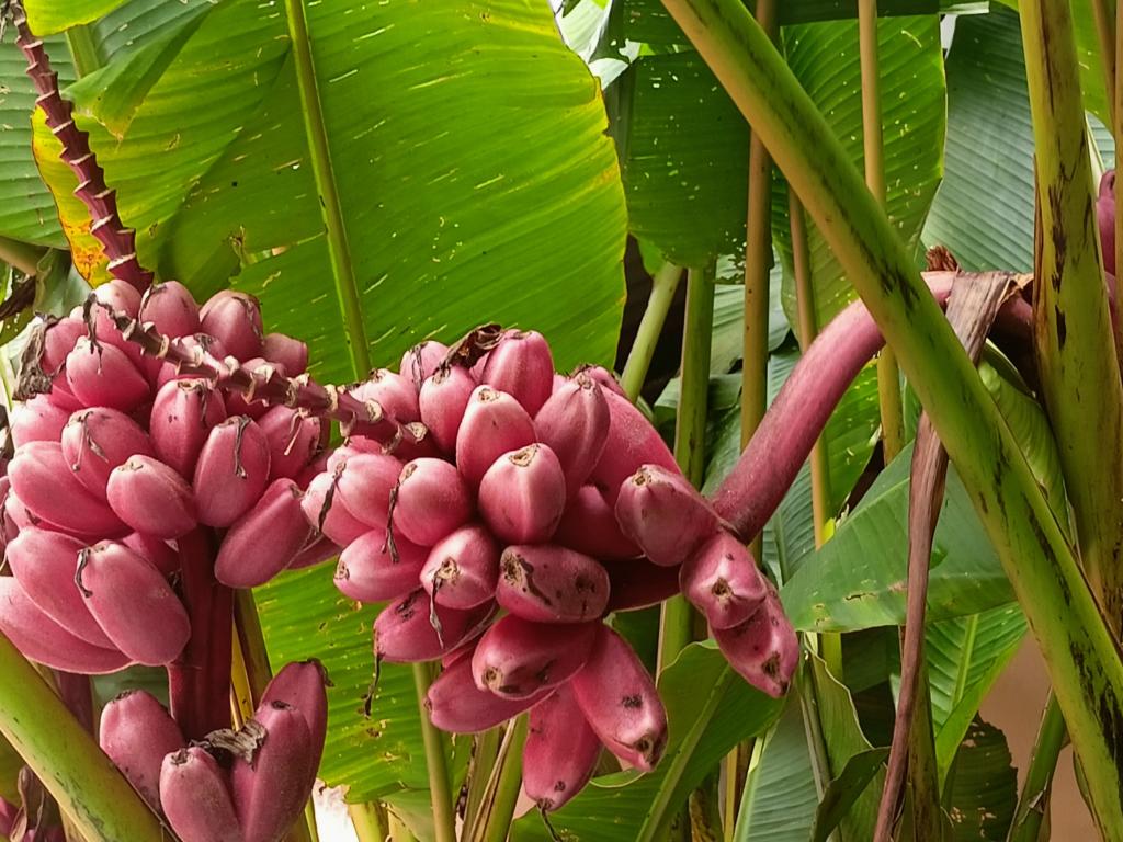 Musa velutina