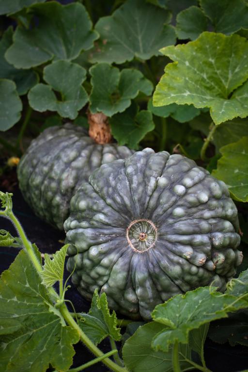 Squash, 'Marina di Chioggia'