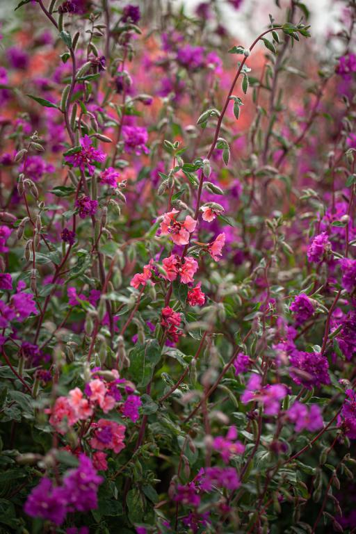 Clarkia unguiculata