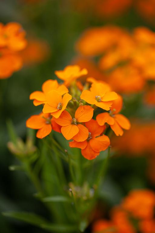 Erysimum x allionii