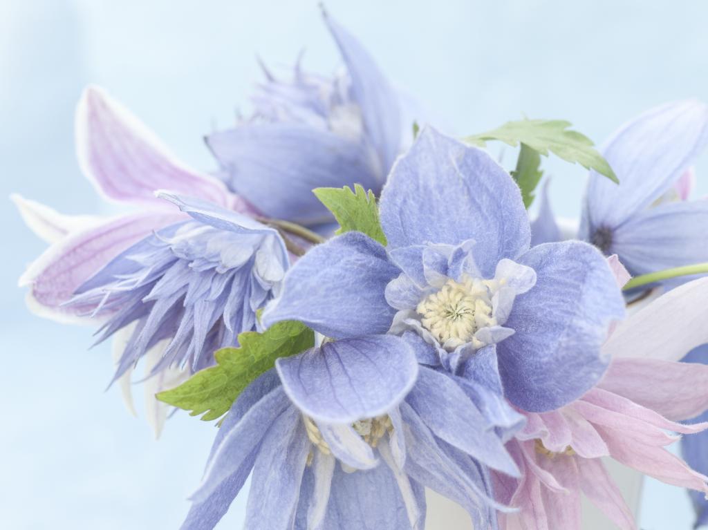 Clematis macropetala, Hybrids Mixed