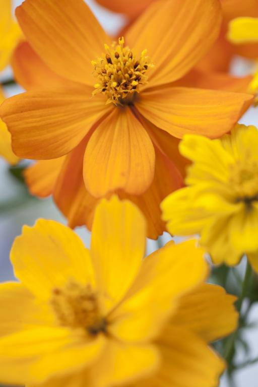 Cosmos sulphureus, 'Cosmic Mix'
