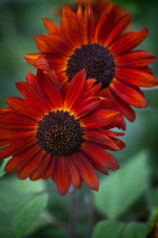 Helianthus annuus, 'Velvet Queen'