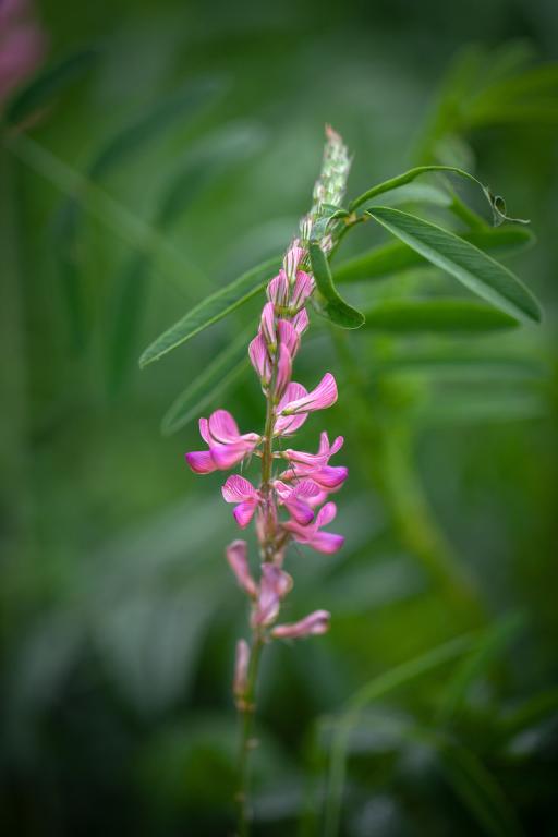 Onobrychis viciifolia
