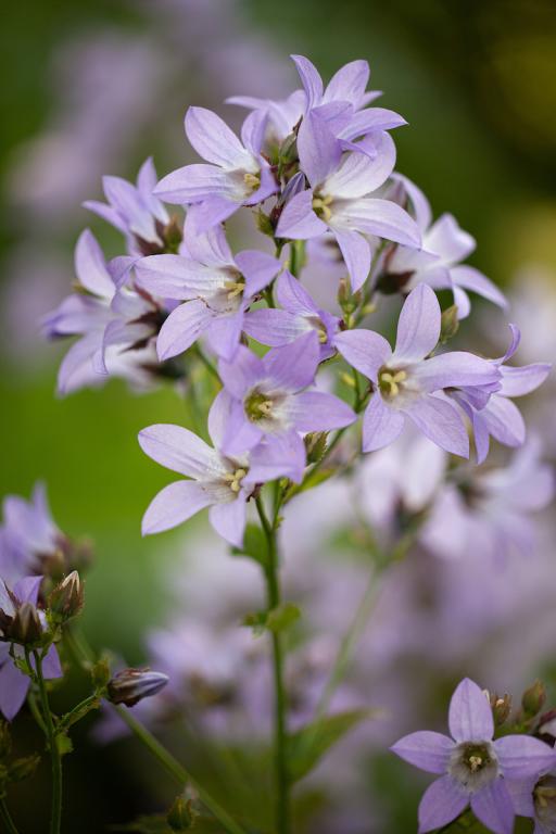Campanula lactiflora, 'Prichard's Variety'