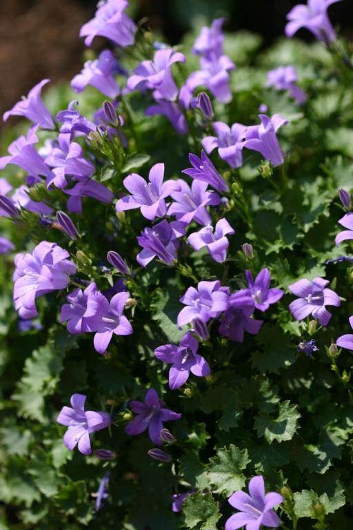 Campanula portenschlagiana