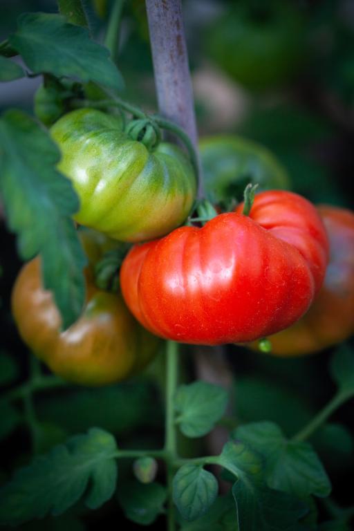 Tomato, Beef, 'Marmande'