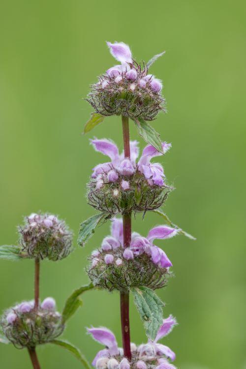 Phlomis tuberosa