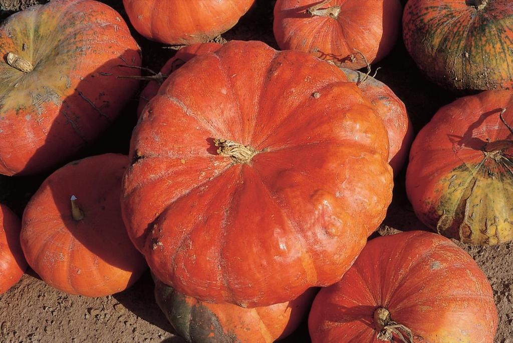 Pumpkin, 'Rouge Vif d'Etampes'