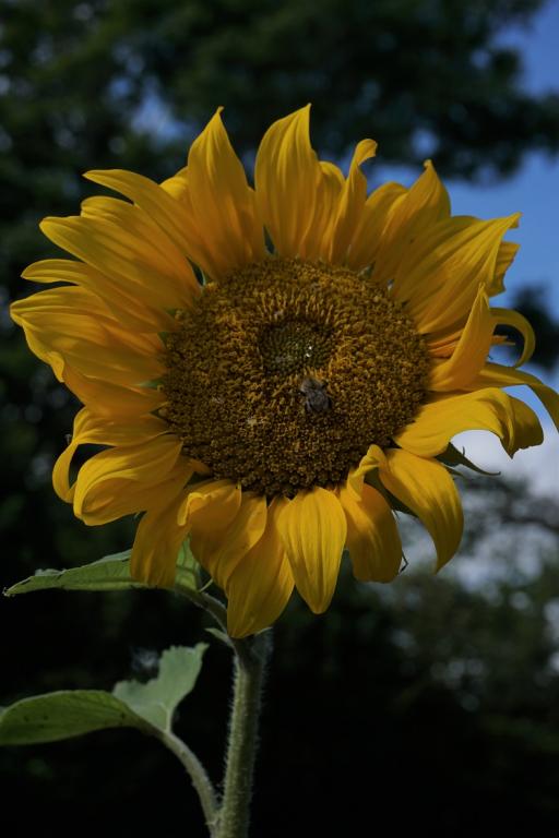 Helianthus annuus, 'Uniflorus giganteus'