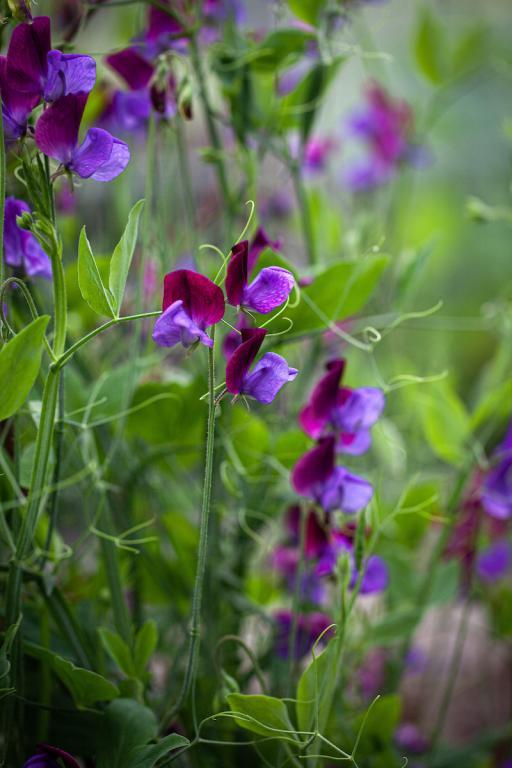 Lathyrus odoratus, 'Matucana'