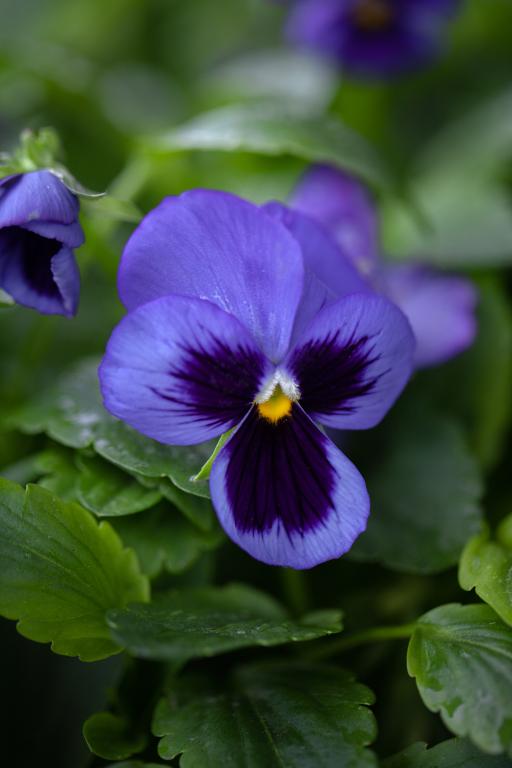 Viola x wittrockiana, Swiss Giants, 'Ullswater'
