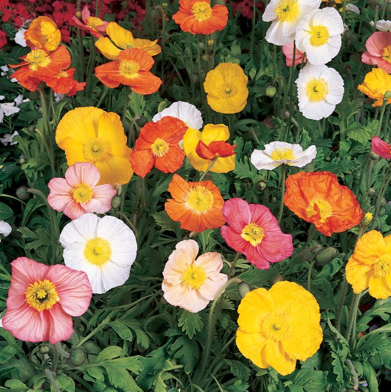 Papaver nudicaule, Champagne Bubbles' Mixed, F1 Hybrid