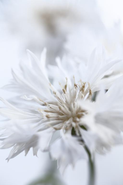 Centaurea cyanus, 'Snow Man'