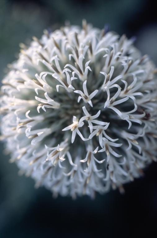 Echinops bannaticus, 'Star Frost'