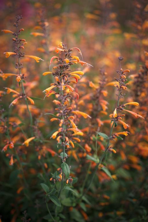 Agastache aurantiaca, 'Navajo Sunset'