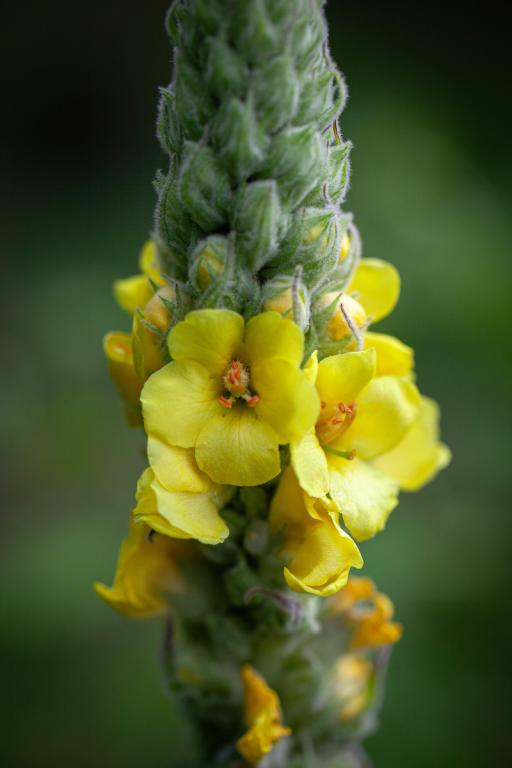 Verbascum thapsus
