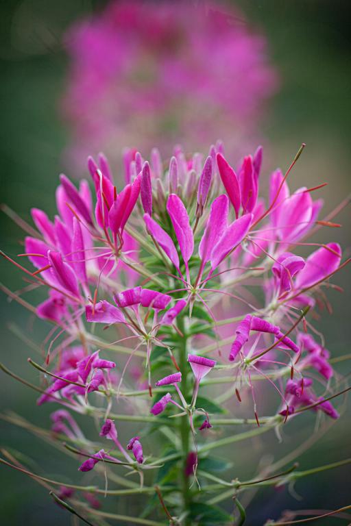 Cleome hassleriana, 'Cherry Queen'
