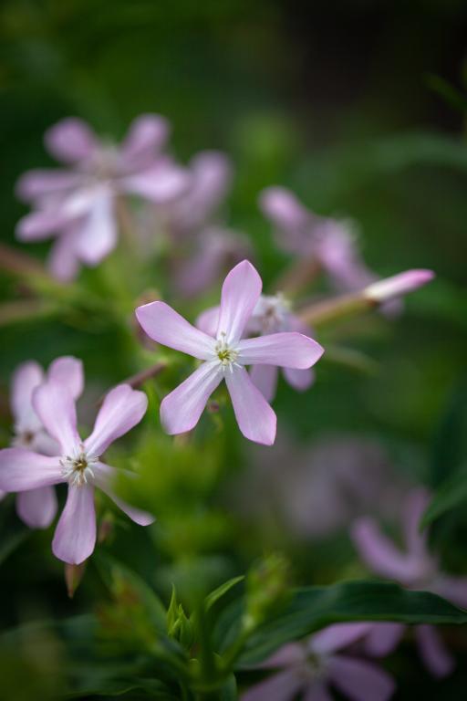 Saponaria officinalis