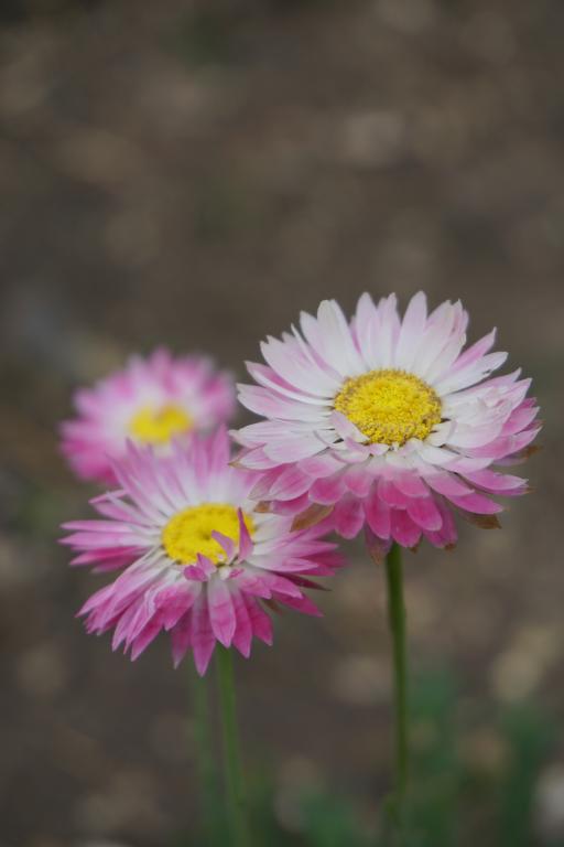 Acroclinium, Double Giant Flowered Mixed