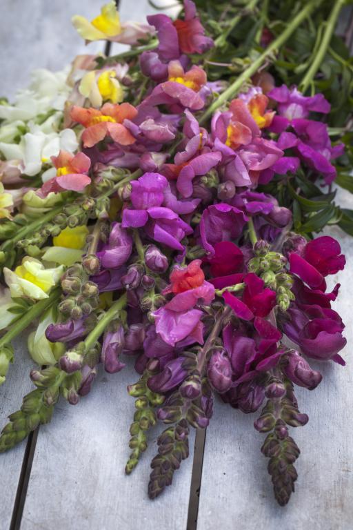 Antirrhinum majus, 'Rust Resistant Giant' Mixed