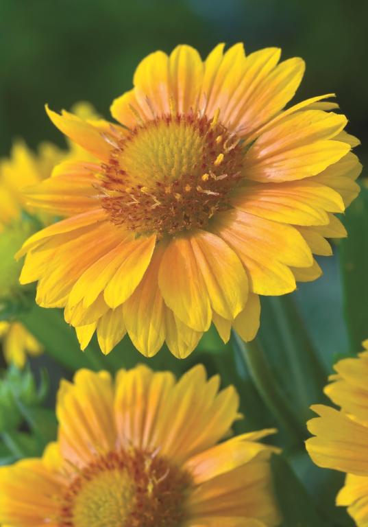Gaillardia aristata, Arizona Series, 'Arizona Apricot'