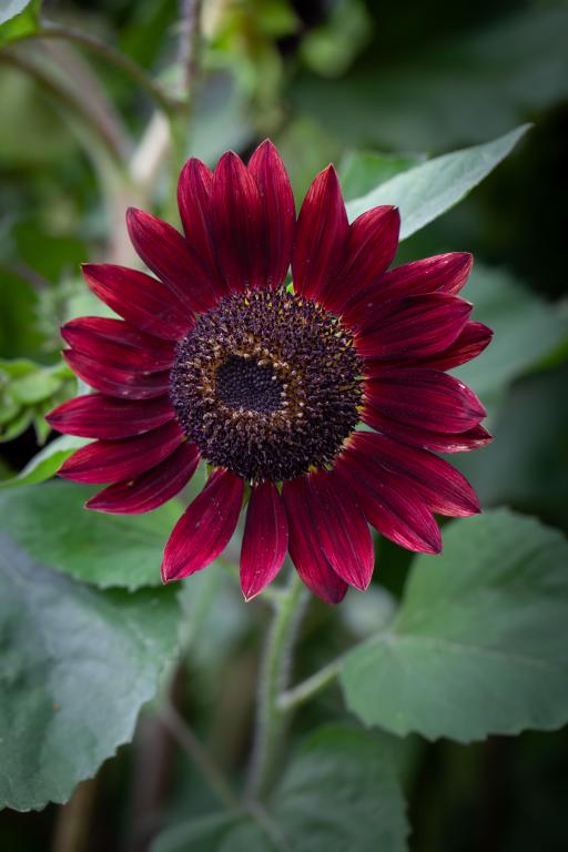 Helianthus annuus, 'Claret', F1 Hybrid