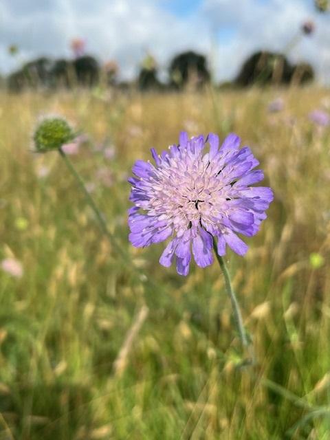 Knautia arvensis