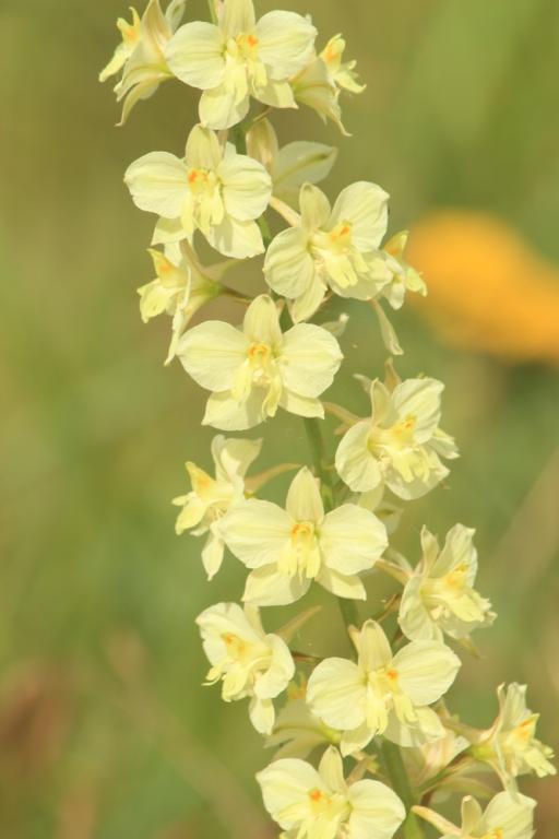 Delphinium semibarbatum