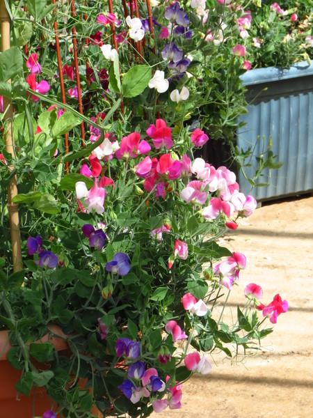 Lathyrus odoratus, 'Cupid' Mixed
