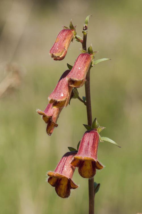 Digitalis obscura, 'Sunset'
