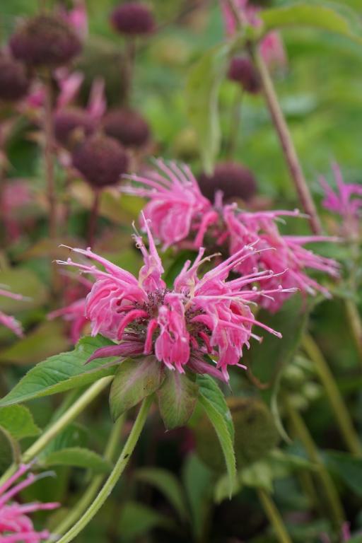 Monarda didyma, 'Panorama'