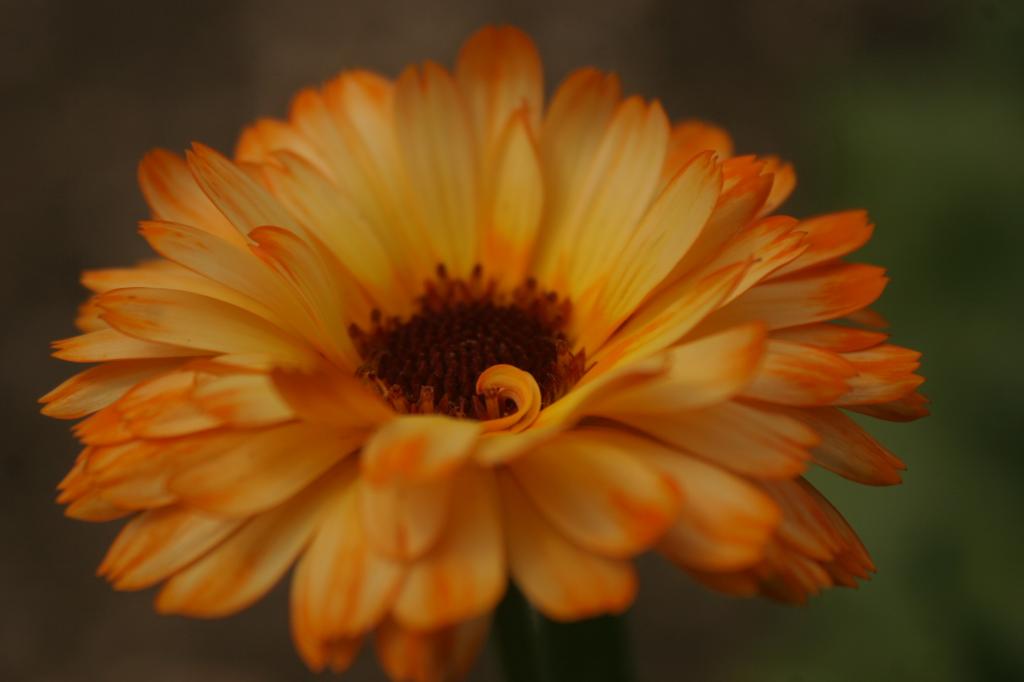 Calendula officinalis, 'Art Shades' Mixed