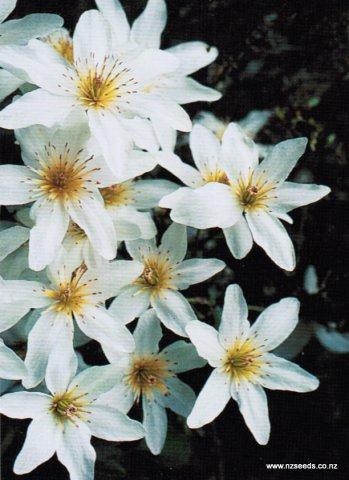 Clematis paniculata