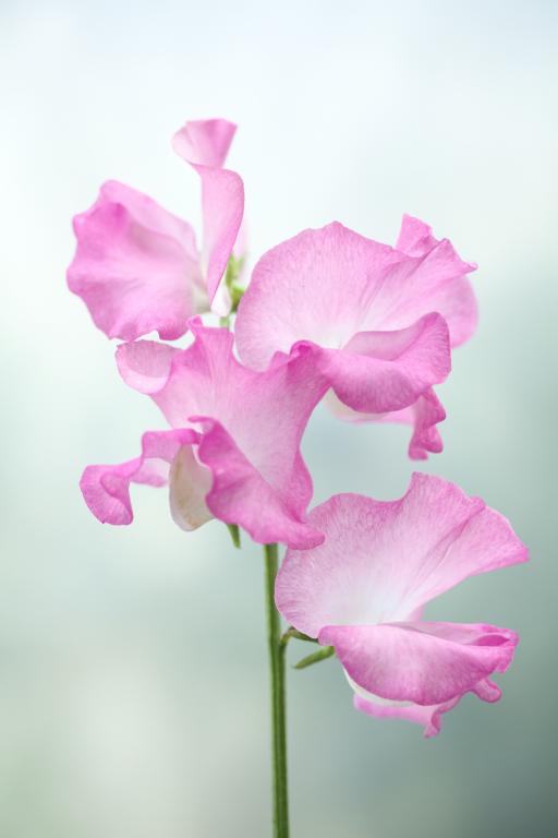 Lathyrus odoratus, 'Gwendoline'