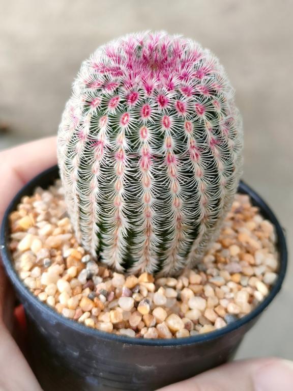 Echinocereus pectinatus, Mixed Varieties