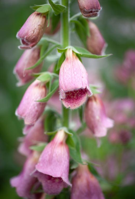 Digitalis x mertonensis